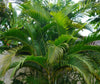 Chrysalidocarpus Lutescens