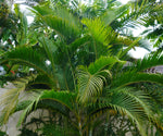 Chrysalidocarpus Lutescens