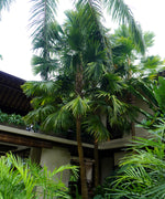 Footstool Palm