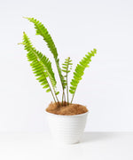 Boston Fern