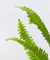 Nephrolepis cordifolia#detail-photo