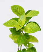 Pseuderanthemum reticulatum#detail-photo