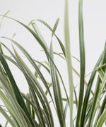 Ophiopogon jaburan variegata#detail-photo