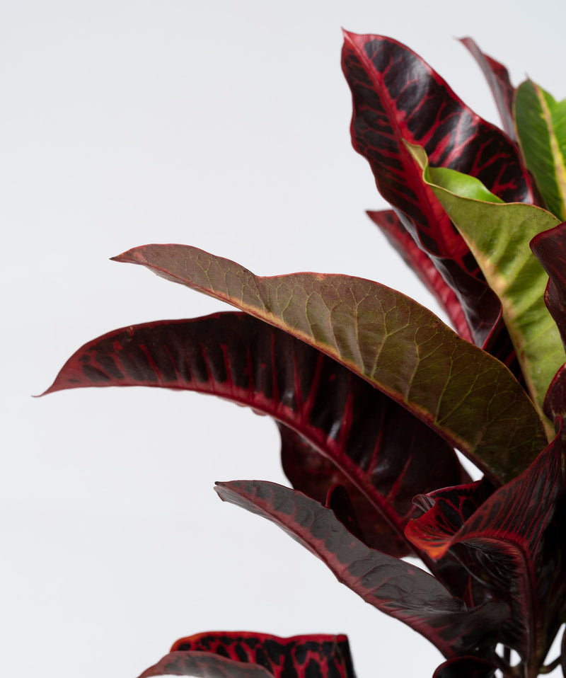 Codiaeum variegatum#detail-photo