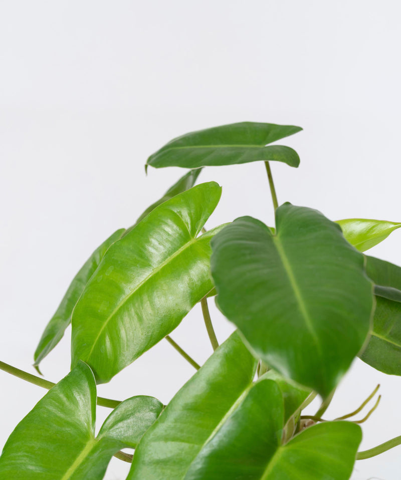 Philodendron burle-marxii