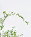 Phyllanthus myrtifolius#detail-photo