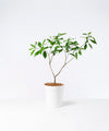 Corymbosa/Asian Gardenia