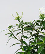 Tabernaemontana divaricata (dwarf)#detail-photo