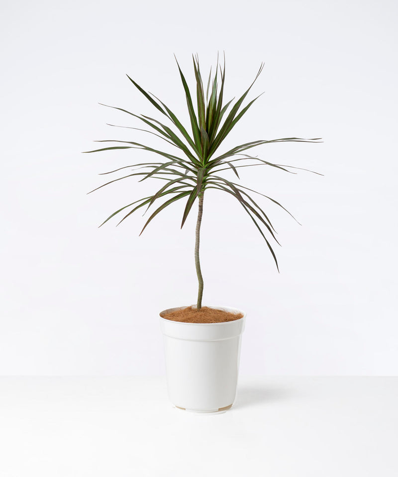 Dracaena Black Knight