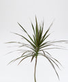 Dracaena marginata 'Black Knight'#detail-photo