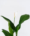 Spathiphyllum cannifolium#detail-photo