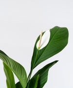 Spathiphyllum cannifolium