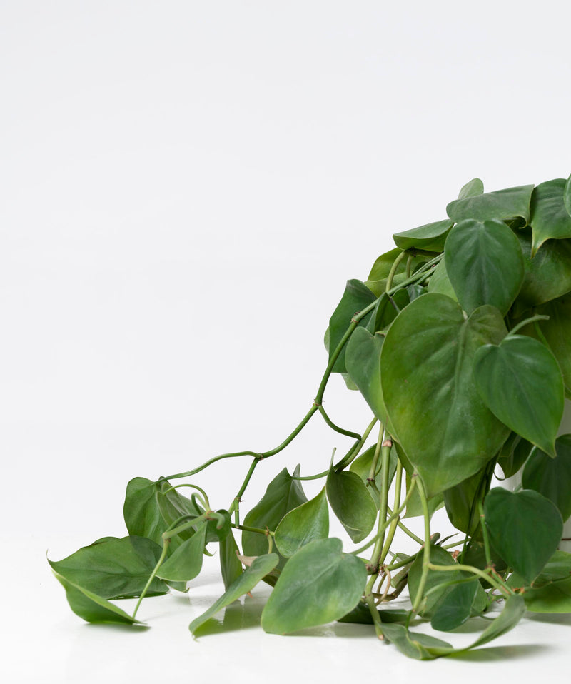 Philodendron hederaceum#detail-photo