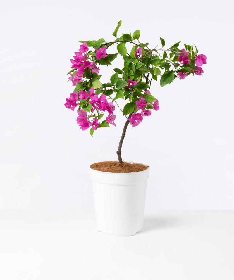 Purple Bougainvillea