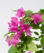 Bougainvillea spectabilis 'Elizabeth Angus'