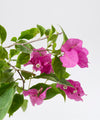 Bougainvillea spectabilis 'Elizabeth Angus'#detail-photo