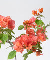 Bougainvillea spectabilis 'sundown'#detail-photo