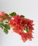 Bougainvillea spectabilis 'sundown'