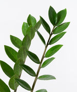 Zamioculcas zamiifolia#detail-photo