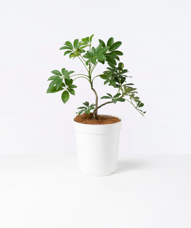 Dwarf Umbrella Tree