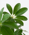 Schefflera arboricola#detail-photo