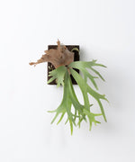 Common Staghorn Fern