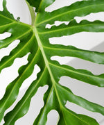 Philodendron selloum