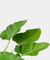 Philodendron giganteum#detail-photo