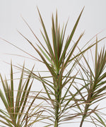 Dracaena Reflexa Var.Angustifolia#detail-photo