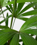 Rhapis excelsa#detail-photo