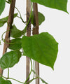 Thunbergia grandiflora 'Alba'#detail-photo