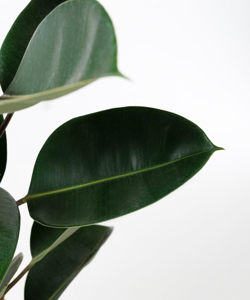 Ficus elastica#detail-photo