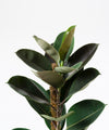 Ficus elastica