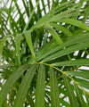 Chrysalidocarpus lutescens