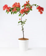 Sundown Orange Bougainvillea 