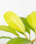 Philodendron erubescens 'Gold'#detail-photo