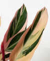 Stromanthe thalia 'Triostar'#detail-photo
