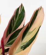 Stromanthe thalia 'Triostar'#detail-photo