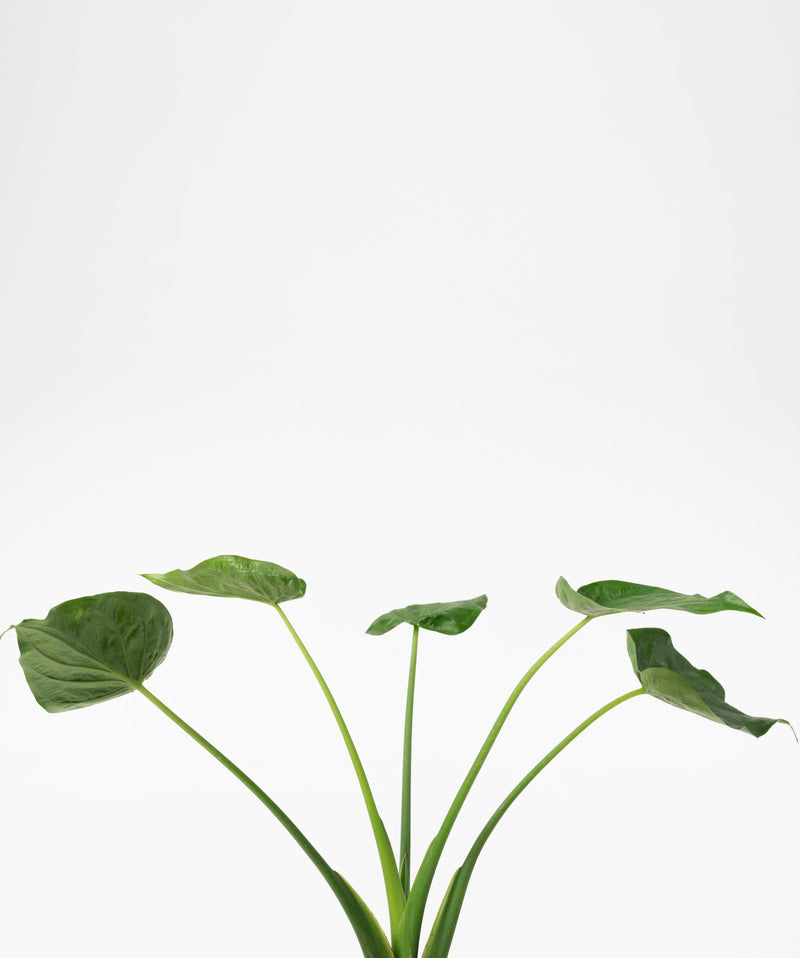 Alocasia cucullata#detail-photo