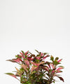 Alternanthera ficoidea cultivars#detail-photo