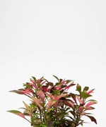 Alternanthera ficoidea cultivars#detail-photo