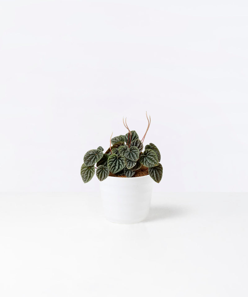 Silver Red Peperomia