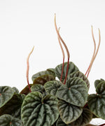 Peperomia caperata 'Silver Ripple'