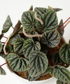 Peperomia caperata 'Silver Ripple'#detail-photo