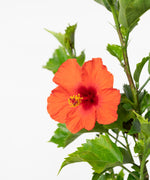 Hibiscus rosa-sinensis#detail-photo