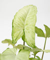 Syngonium podophyllum#detail-photo