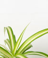 Chlorophytum capense 'variegata'#detail-photo
