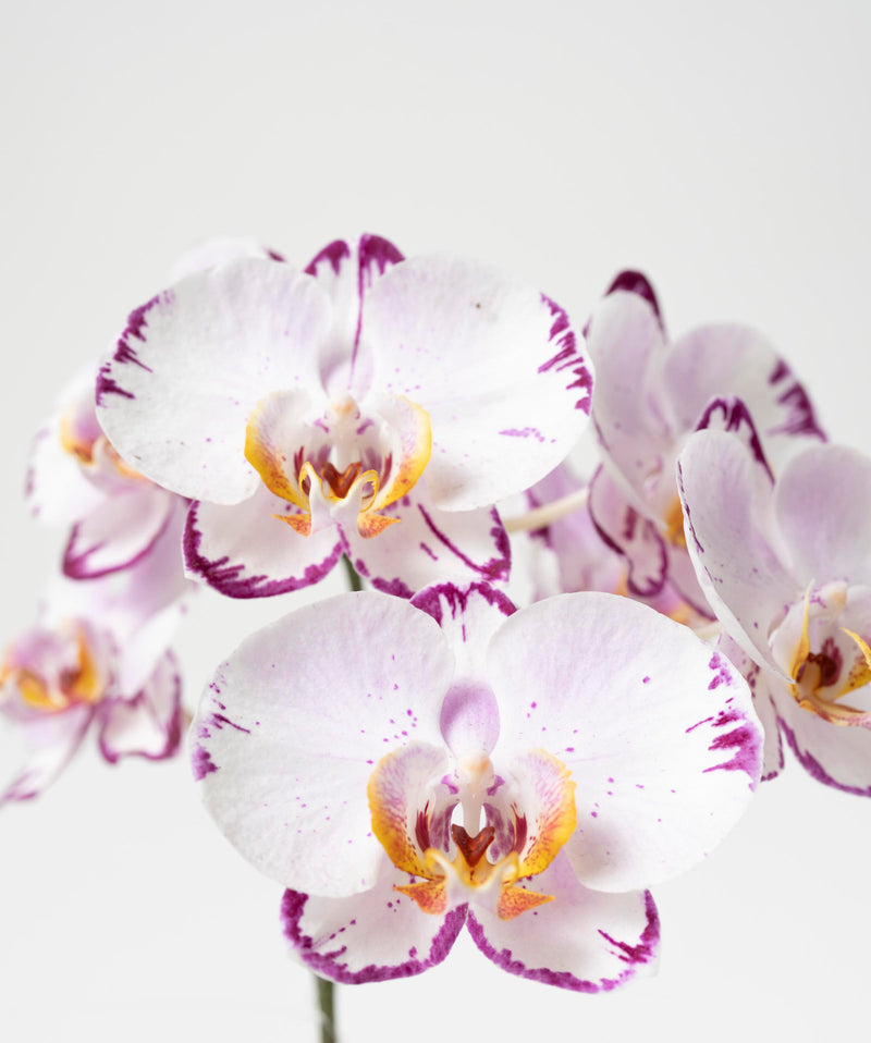 Phalaenopsis sp. (hybrid)#detail-photo