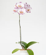 Phalaenopsis sp. (hybrid)