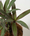 Tradescantia spathacea 'Dwarf'